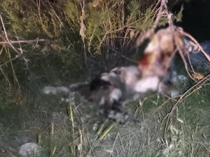 Hayvana işkence bitmiyor: Ağaçlara asılmış 17 köpek bulundu