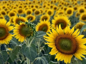 Tekirdağ'da aşırı sıcakların ayçiçeğinde rekolteyi düşürmesi bekleniyor
