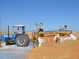 Yüksek rekolte çiftçileri sevindirdi