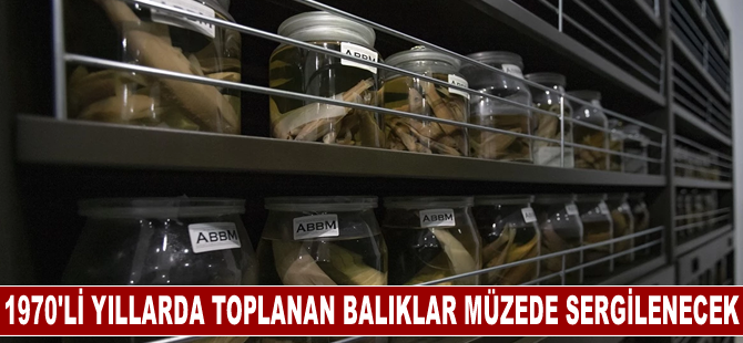 Akademisyenlerin 1970'li yıllarda topladığı balıklar müzede sergilenecek