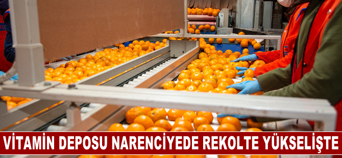 Vitamin deposu narenciyede rekolte yükselişte