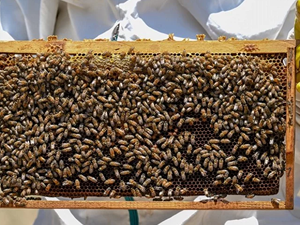 Türk balı 7 ayda 19 milyon dolar kazandırdı