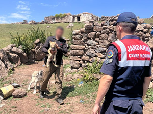 Kars'ta kurt yavrusu satmaya çalışan kişiye 14 bin 386 lira ceza kesildi