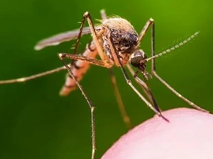 Bangladeş'te dang hummasından hayatını kaybedenlerin sayısı 398'e çıktı