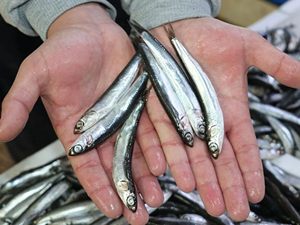 Türkiye'nin 7 aylık hamsi ihracatı yüzde 11 arttı