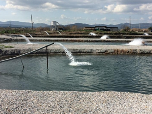 Toprak Havuzlarda Yetiştirilen Balıklar Dünyaya Açılıyor