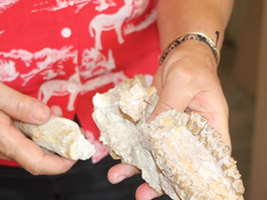 Çankırı'da fosilleri bulunan 4 tür bilim dünyasına kazandırıldı