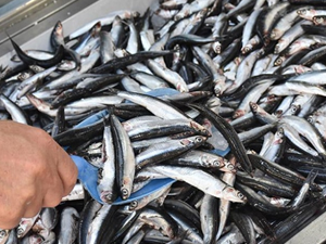 Hamsideki bolluk balıkçı tezgahlarını hareketlendirdi