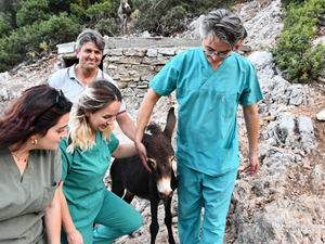 Fethiye'de denize düşen eşek kurtarıldı