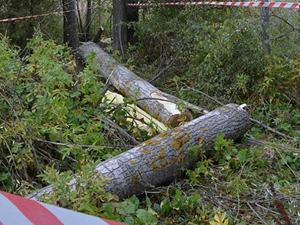 Kütahya'da kestiği ağacın altında kalan kişi öldü
