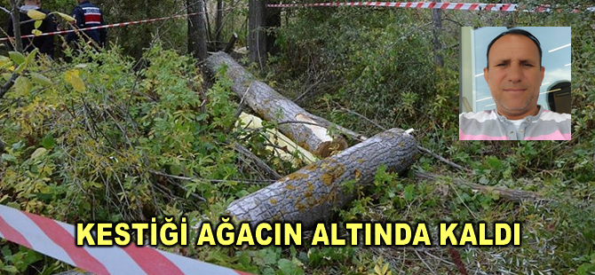 Kütahya'da kestiği ağacın altında kalan kişi öldü