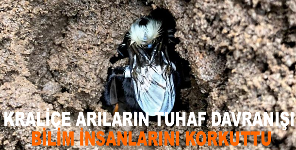 Kraliçe arıların tuhaf davranışı bilim insanlarını korkuttu