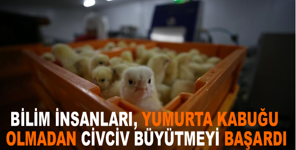Bilim insanları, yumurta kabuğu olmadan civciv büyütmeyi başardı