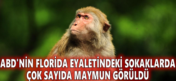 ABD'nin Florida eyaletindeki sokaklarda çok sayıda maymun görüldü