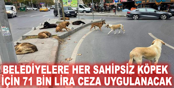 Belediyelere her sahipsiz köpek için 71 bin lira ceza uygulanacak