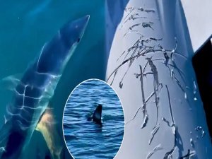 Antalya'da köpek balığı dehşeti!