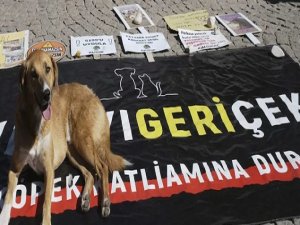 Sokak hayvanları için gözler AYM'de!