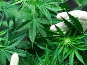 Eczanelerde yeni dönem: Tıbbi kenevir!