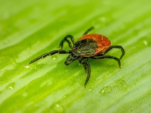 Kene vakaları hızla artıyor!