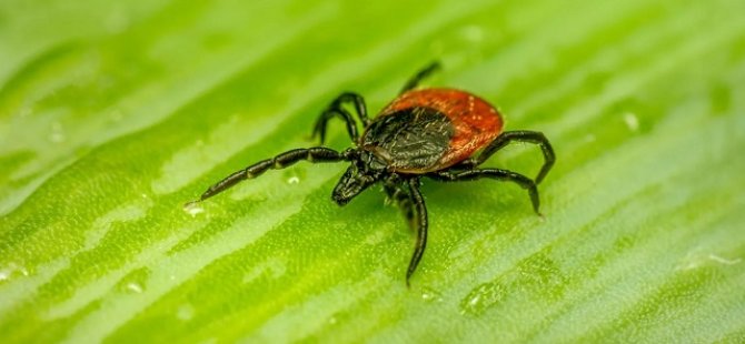 Kene vakaları hızla artıyor!