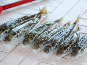 Balon balığı avcılığına destek artırıldı!