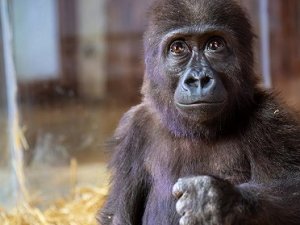 Goril 'Zeytin'den güzel haber: Bizde kalıyor!