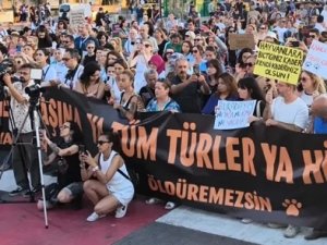 Hayvanseverler Kadıköy’de: “Barınak değil, ölüm kampı”