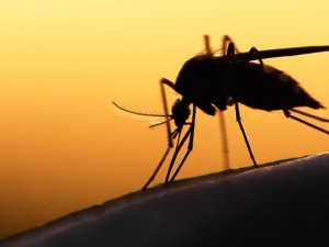 İzlanda'da bir ilk: Sivrisinekler görülmeye başlandı!