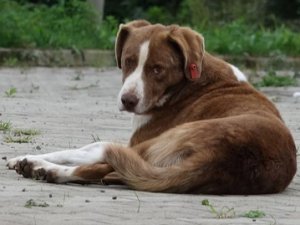 Sokak hayvanlarını beslemek yasak: İstanbul!