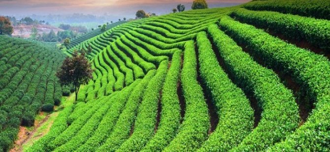 Lipton resmen çekildi: Çayı kim üretecek?