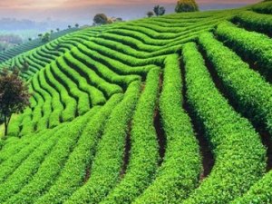 Lipton resmen çekildi: Çayı kim üretecek?