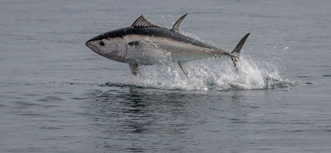 Orkinos kotasında büyük artış!
