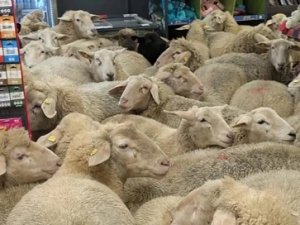 Bavyera'da akılalmaz olay: Koyunlar, marketi bastı