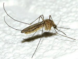 Sivrisinekler kurbanını neye göre seçiyor?