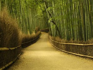 Japonlar bambu ağacından elektrik üretecek