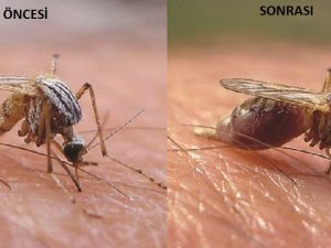 Sivrisinekten korunmanın en etkili 3 yolu