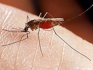 Sivrisinekten korunmanın en etkili 3 yolu