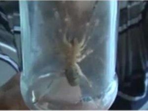15 santimetrelik örümcek görenleri korkuttu