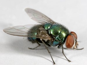 Çiftçilere, miyaz sineği uyarısı