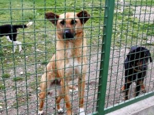 Macaristan'da mahkûmlara köpeklerle rehabilitasyon