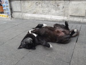 Taksim'de ölü taklidi yapan köpeğe büyük ilgi