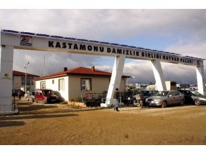 Kastamonu’da Hayvan Pazarları Kapatıldı