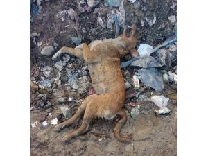 Tasmalı Ve Küpeli Köpekler Çöplükte Ölü Bulundu