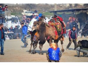 Ayvalık’ta 12.deve Güreşi Festivali Şölen Havasında Gerçekleşti