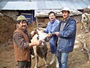 Burhaniye’de Sığırlara Şap Aşısı Yapılacak