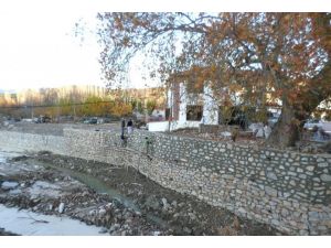Muğla'da 600 yıllık çınar koruma altına alındı