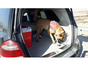 Jandarma Narkotik Köpeklerle Uyuşturucu Aradı