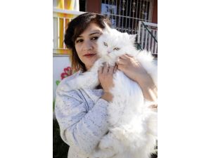 Evde Kedi Beslemeye Mahkeme Onayı