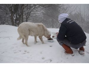 Uludağ’da Karda Aç Kalan Hayvanlara Yiyecek