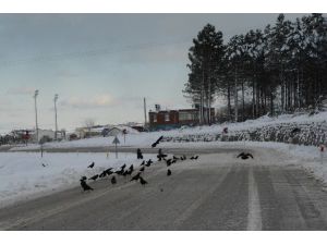 Vatandaşlar Karda Aç Kalan Kuşlar İçin Doğaya Yem Bıraktı